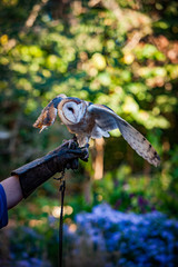 barn owl