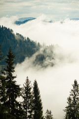 coniferous forest after the rain. young trees