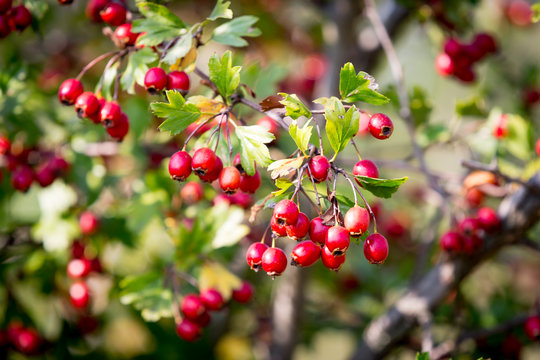 berryes of hawthron tree