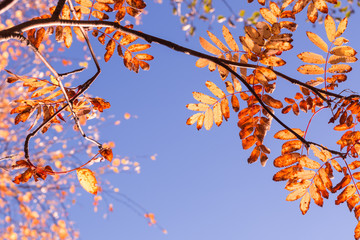 Bright-coloured rowan leaves in autumn with blue sky background