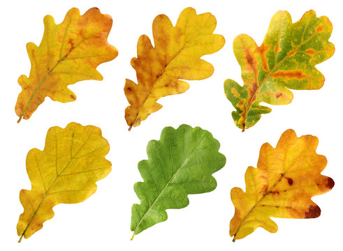 Set of autumn leaves of oak, isolate.