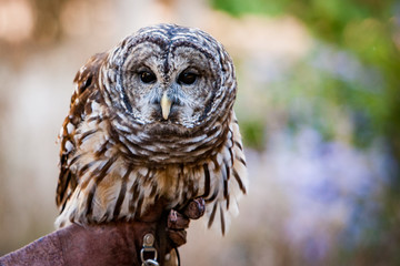 screech owl