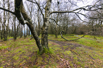 Obraz premium Schwingende Äste