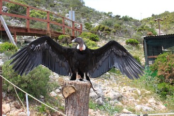 Andean Condor, Spain