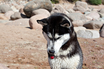 Dog Siberian Husky sitting on the beach and holding a cherry ber