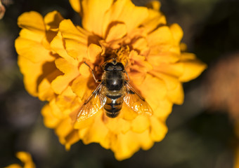 Bee on flower