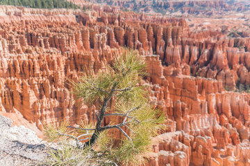 Pine Tree leaning over the rim of Bryce Canyon Utah National Park