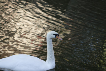 Swan  in the nature