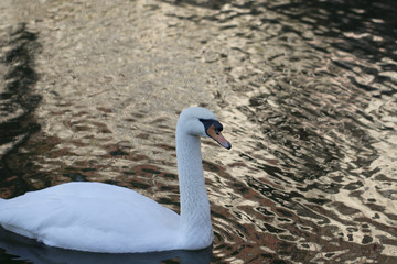 Swan  in the nature