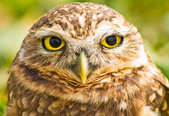 Portrait of burrowing owl looking directly to the camera against blurred vegetation