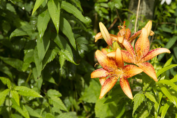 Orange Lily 