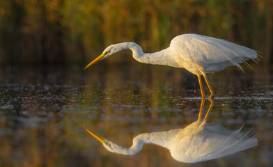 The Great Egret - Egretta alba - Ardea alba