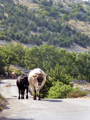 Straße im Nationalpark Biokovo