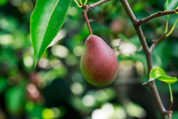 the ripe pear