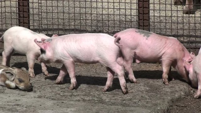 Piglets wondering in a farm