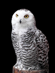 Snowy Owl (White, Canadian, Northern, Heavy Owl)  or Nyctea scandiaca sitting on stump on black background. Night hunter, symbol of wisdom.