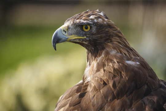 Detail of the head of an imposing golden eagle (Aquila chrysaetos).