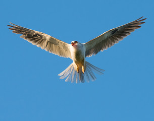 Young Whitetailed Kite flying overhead