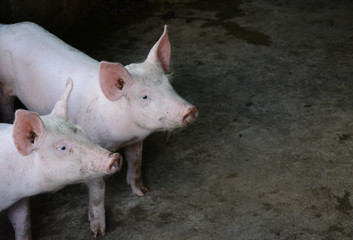 pig in farm