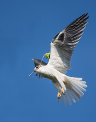 Whitetailed Kite flying with nesting material in beak
