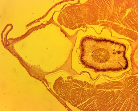 Lancelete (Branchiostoma lanceolatum) transverse slit in the gut area - permanent slide plate under high magnification