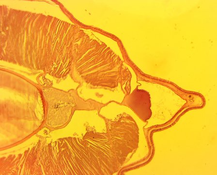 Lancelete (Branchiostoma lanceolatum) transverse slit in the gut area - permanent slide plate under high magnification
