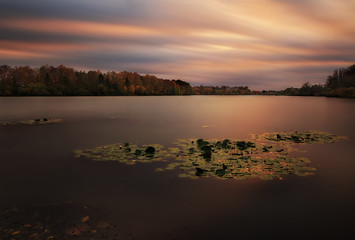 Waterlily Seance