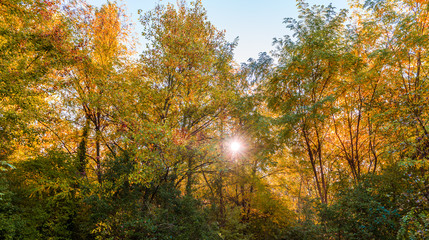 Feuillages d'automne