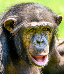 Naklejka premium African Chimpanzee Portrait