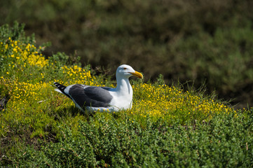 California gull resting amidst yellow flowers 