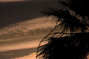 palmera al atardecer