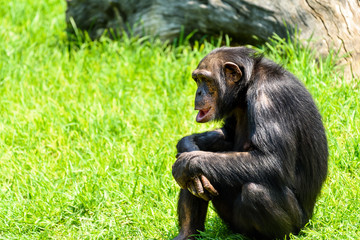 African Chimpanzee Portrait