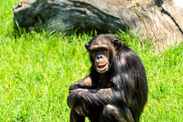 African Chimpanzee Portrait