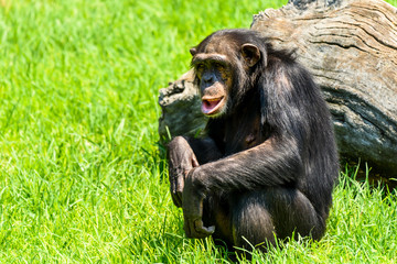 African Chimpanzee Portrait