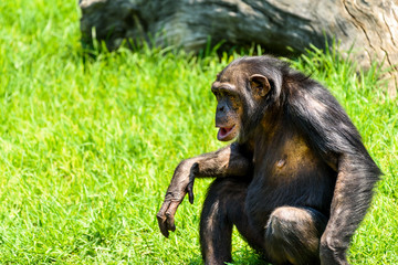 African Chimpanzee Portrait