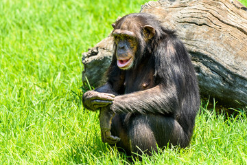 African Chimpanzee Portrait