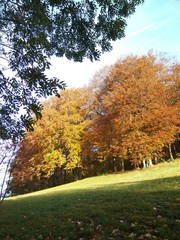 Wiese am Herbst Wald