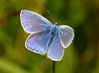 Male European Common Blue butterfly (Polyommatus icarus), dorsal view.