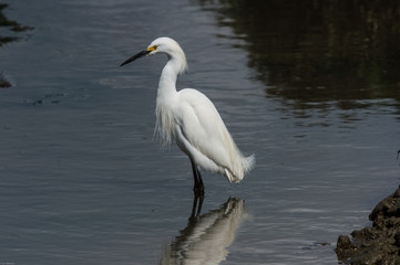 Snowy Egret standing on rock in lake