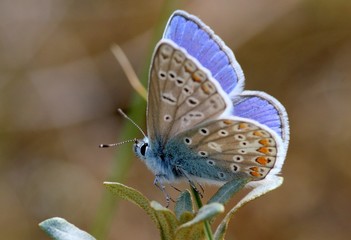 Male European Common Blue butterfly (Polyommatus icarus) showing inner wings.