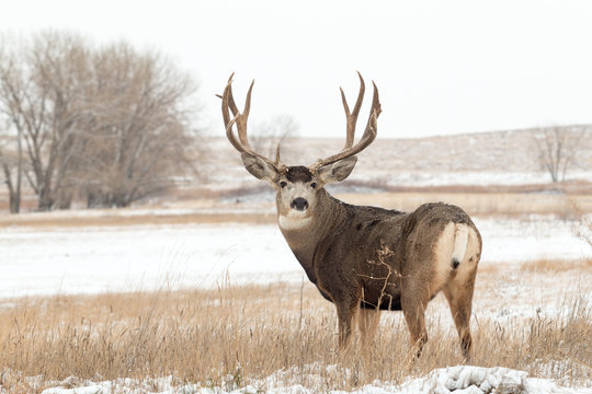 Fototapeta Mule Deer Buck in Snow