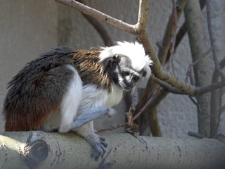 monkey