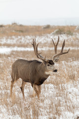 Mule Deer Buck in Snow