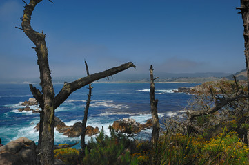 Naklejka premium Snags amidst rocks in front of ocean and blue skies