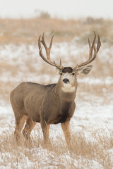 Mule Deer Buck in Snow