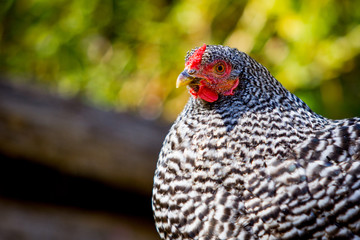 Barred Rock Chicken