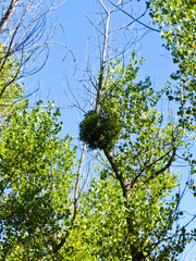 Fototapeta premium Mistletoe on a tree against blue sky