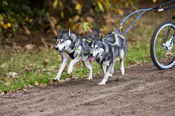 Twee sledehonden voor de step.