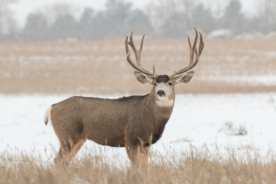 Mule Deer Buck in Snow