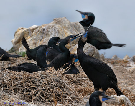 Brandt's cormorant nest with chicks on rock off the coast of California